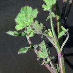 Brassica fruticulosa Hoja