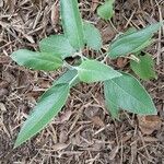 Salvia discolor Feuille