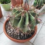 Ferocactus latispinus Bark