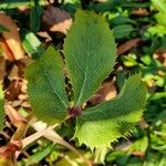 Helleborus lividus Leaf