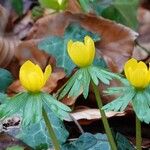 Eranthis hyemalis Leaf