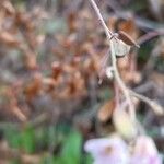 Berteroa mutabilis Fruit