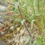 Erysimum diffusum برگ