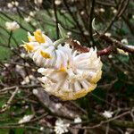 Edgeworthia tomentosa autre