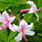 Rhododendron periclymenoides Blomma