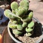 Cotyledon tomentosa Hoja