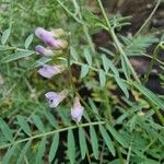 Vicia disperma 花