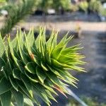 Araucaria araucanaList