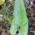 Anthurium andraeanum Leaf