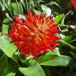 Billbergia pyramidalis Flower