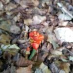 Arum italicumFruto