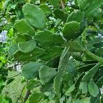 Brasiliopuntia brasiliensis ഇല