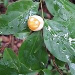 Casearia decandra Fruit