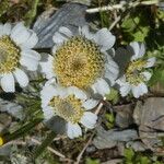 Achillea ptarmica Kvet