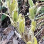 Onosma arenaria Plod