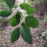 Styrax argenteus Leaf