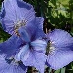 Iris sibirica Blomst