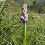 Orchis militarisBlomma