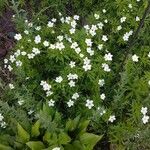 Anemone canadensis Leaf