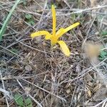 Sternbergia colchiciflora Blodyn