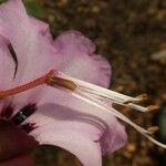 Rhododendron lukiangense Flor