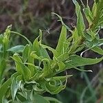 Solidago chilensis 叶