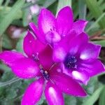 Babiana angustifolia Flower