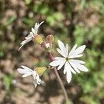Lithophragma glabrum Flower