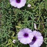 Ipomoea cairica മറ്റ്