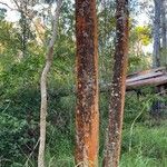 Acacia koa Corteza