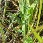 Coincya monensis Leaf