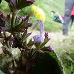 Salvia moorcroftiana Habitus