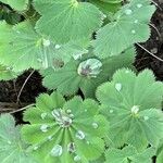 Alchemilla acutiloba Лист