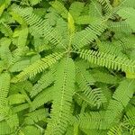 Sesbania bispinosa Hoja