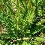 Pedicularis ascendens Leaf