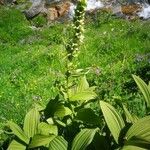 Veratrum lobelianum Blüte