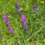 Vicia incana 花