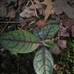 Hieracium venosum Leaf