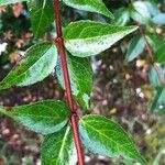 Abelia × grandiflora বাকল