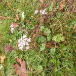 Daucus carotaFlor