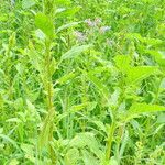 Amaranthus retroflexus Hábito