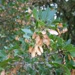 Acer sempervirens Fruit