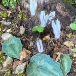 Cyclamen creticum Habit