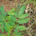 Aralia hispida Folha