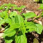 Lantana viburnoides برگ