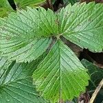 Fragaria viridis Лист