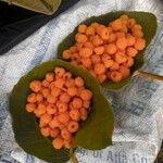 Rubus ellipticus Fruit