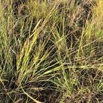 Heteropogon contortus Цветок