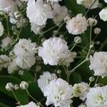 Gypsophila paniculata Outro