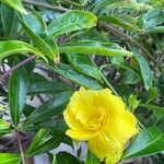 Allamanda cathartica Folha